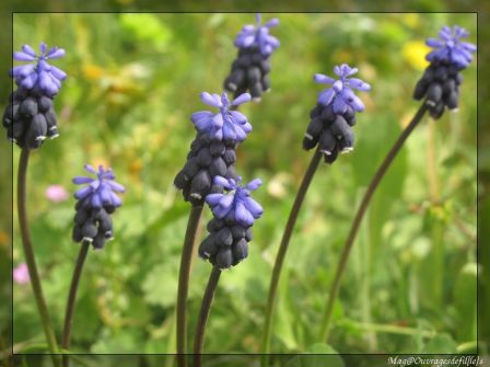 img_4623-border.jpg, mar. 2010