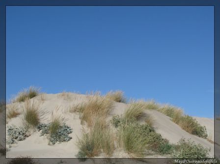 img_7126-border.jpg