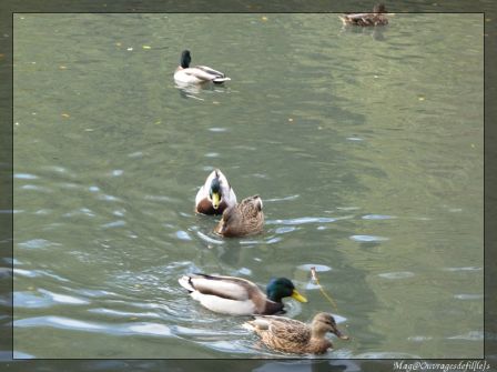 img_0530-border.jpg