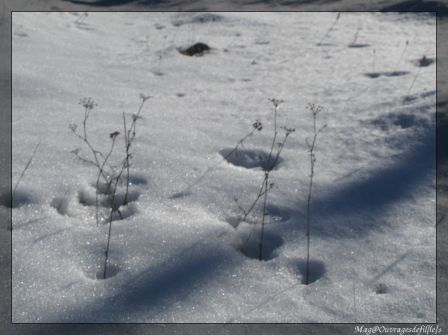img_1321-border.jpg