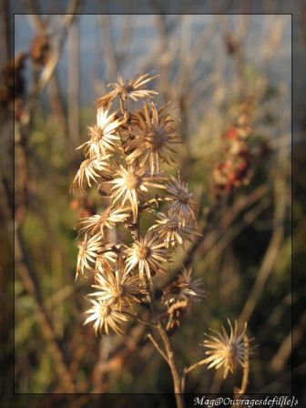 img_1487-border.jpg