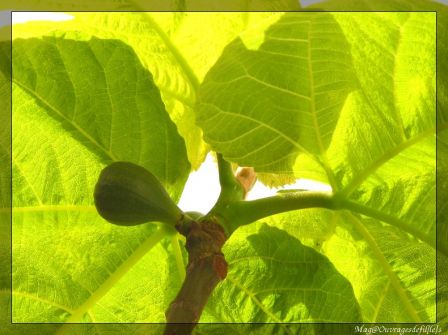 img_2145-border.jpg