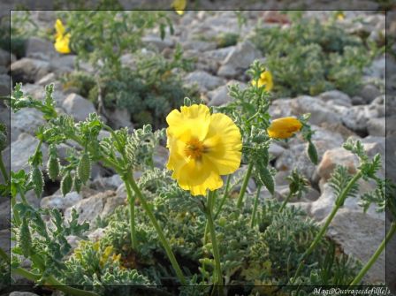 img_2746-border.jpg