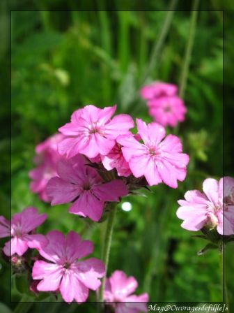 img_3147-border.jpg