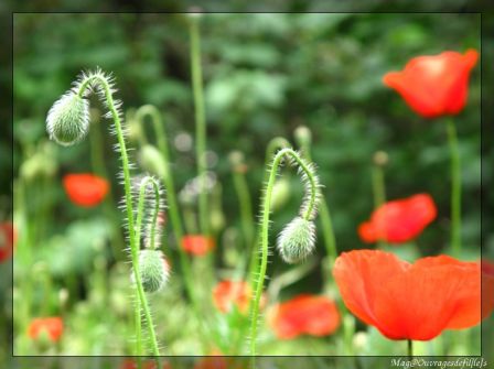 img_2696-border.jpg