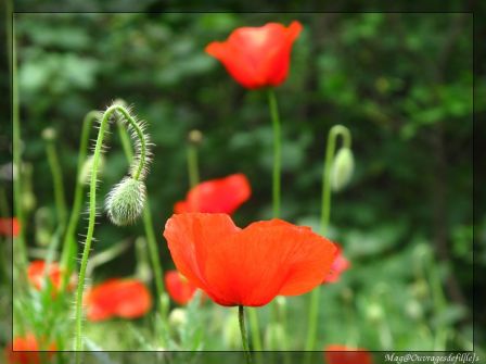 img_2697-border.jpg