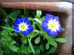 img_3410-border.jpg