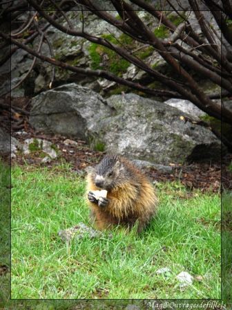 img_3194-border.jpg