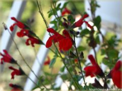 img_4996-border.jpg