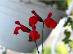 img_4997-border.jpg