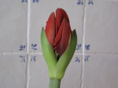 , mai 2009